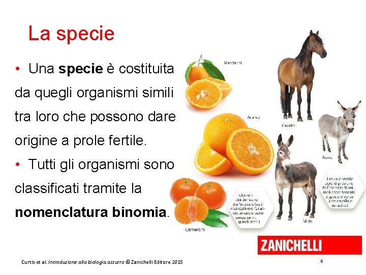 La specie • Una specie è costituita da quegli organismi simili tra loro che