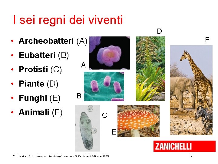 I sei regni dei viventi D F • Archeobatteri (A) • Eubatteri (B) •