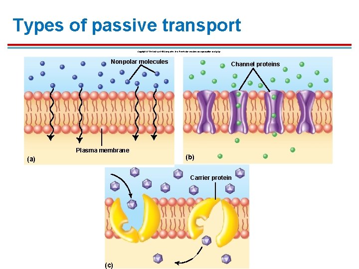 Types of passive transport Copyright © The Mc. Graw-Hill Companies, Inc. Permission required for Types of passive transport Copyright © The Mc. Graw-Hill Companies, Inc. Permission required for