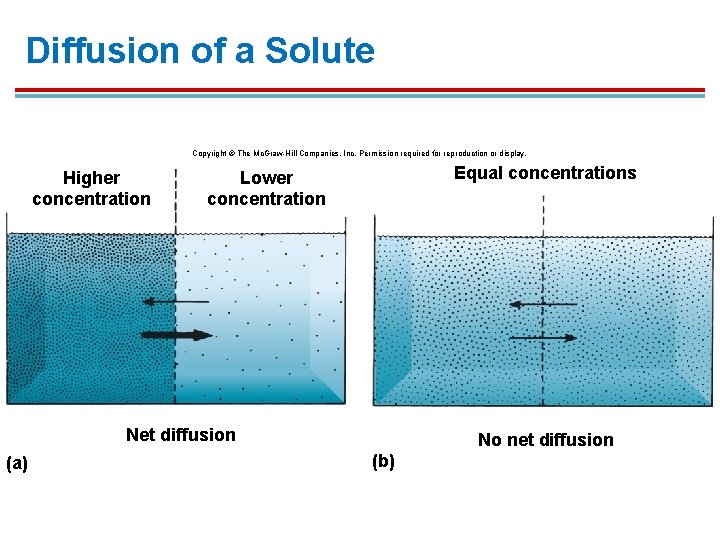 Diffusion of a Solute Copyright © The Mc. Graw-Hill Companies, Inc. Permission required for Diffusion of a Solute Copyright © The Mc. Graw-Hill Companies, Inc. Permission required for