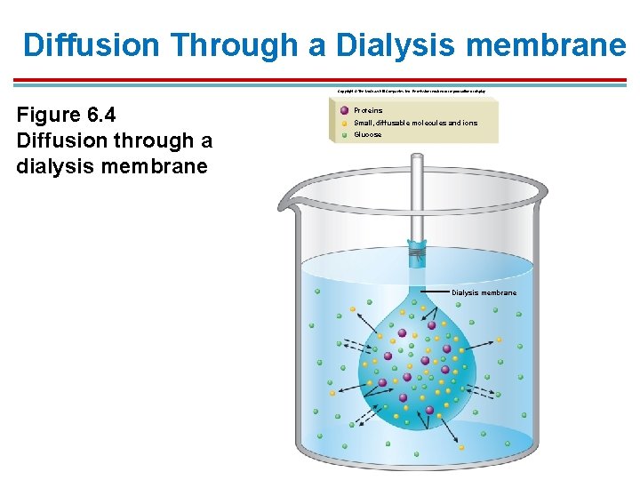 Diffusion Through a Dialysis membrane Copyright © The Mc. Graw-Hill Companies, Inc. Permission required Diffusion Through a Dialysis membrane Copyright © The Mc. Graw-Hill Companies, Inc. Permission required