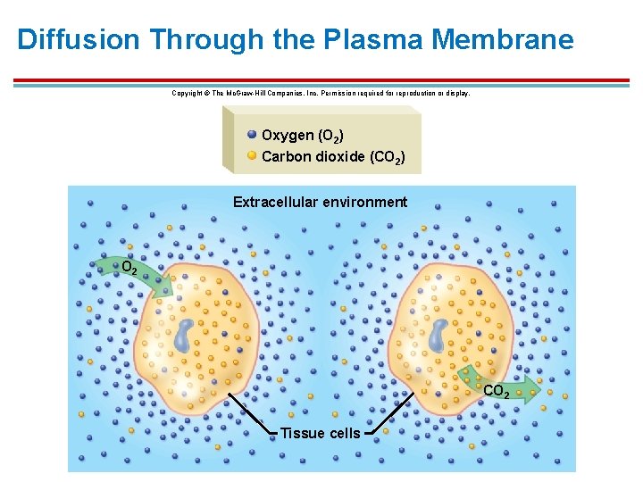 Diffusion Through the Plasma Membrane Copyright © The Mc. Graw-Hill Companies, Inc. Permission required Diffusion Through the Plasma Membrane Copyright © The Mc. Graw-Hill Companies, Inc. Permission required