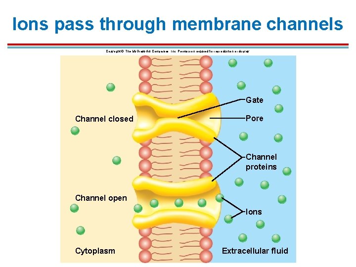 Ions pass through membrane channels Copyright © The Mc. Graw-Hill Companies, Inc. Permission required Ions pass through membrane channels Copyright © The Mc. Graw-Hill Companies, Inc. Permission required