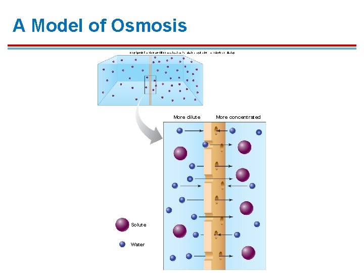 A Model of Osmosis Copyright © The Mc. Graw-Hill Companies, Inc. Permission required for A Model of Osmosis Copyright © The Mc. Graw-Hill Companies, Inc. Permission required for