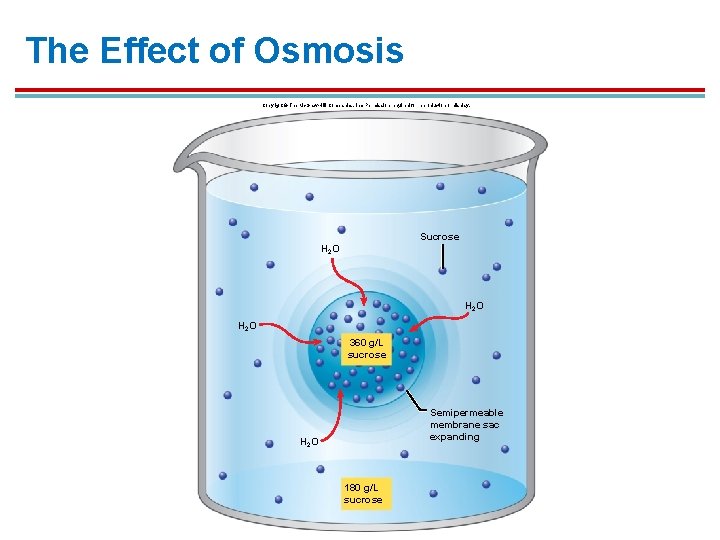 The Effect of Osmosis Copyright © The Mc. Graw-Hill Companies, Inc. Permission required for The Effect of Osmosis Copyright © The Mc. Graw-Hill Companies, Inc. Permission required for