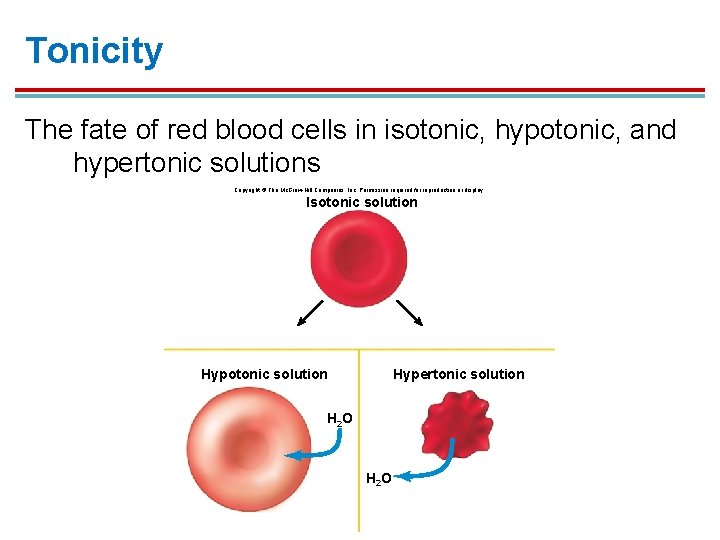 Tonicity The fate of red blood cells in isotonic, hypotonic, and hypertonic solutions Copyright Tonicity The fate of red blood cells in isotonic, hypotonic, and hypertonic solutions Copyright