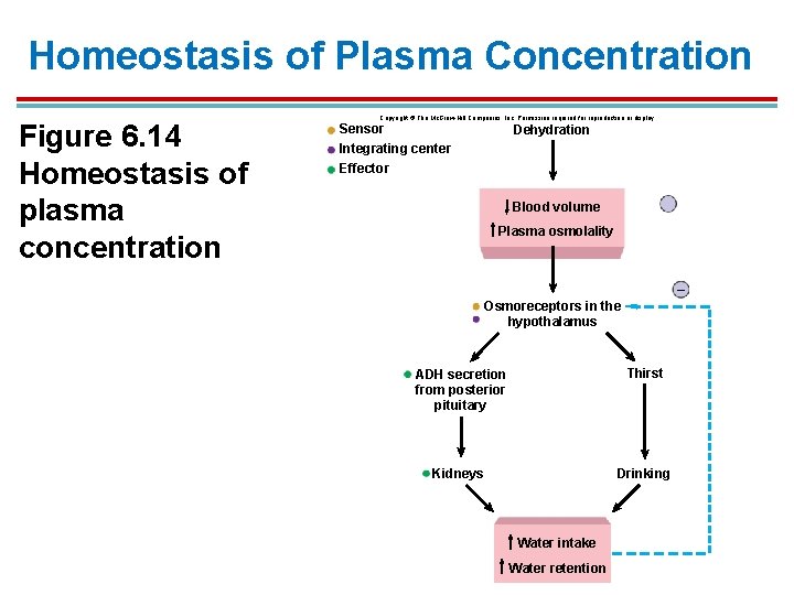 Homeostasis of Plasma Concentration Figure 6. 14 Homeostasis of plasma concentration Copyright © The Homeostasis of Plasma Concentration Figure 6. 14 Homeostasis of plasma concentration Copyright © The