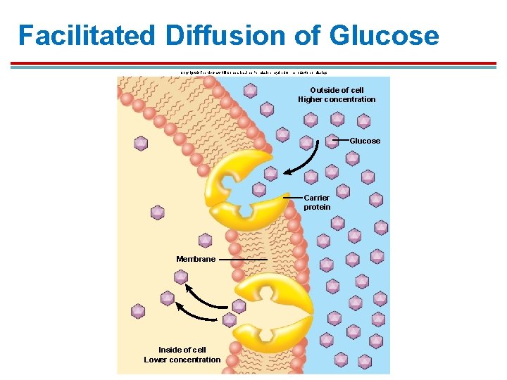 Facilitated Diffusion of Glucose Copyright © The Mc. Graw-Hill Companies, Inc. Permission required for Facilitated Diffusion of Glucose Copyright © The Mc. Graw-Hill Companies, Inc. Permission required for