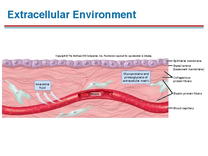 Extracellular Environment Copyright © The Mc. Graw-Hill Companies, Inc. Permission required for reproduction or Extracellular Environment Copyright © The Mc. Graw-Hill Companies, Inc. Permission required for reproduction or