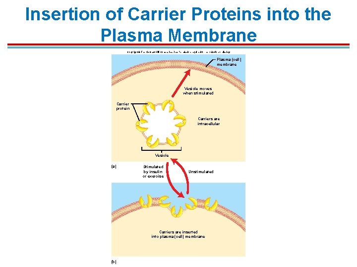 Insertion of Carrier Proteins into the Plasma Membrane Copyright © The Mc. Graw-Hill Companies, Insertion of Carrier Proteins into the Plasma Membrane Copyright © The Mc. Graw-Hill Companies,