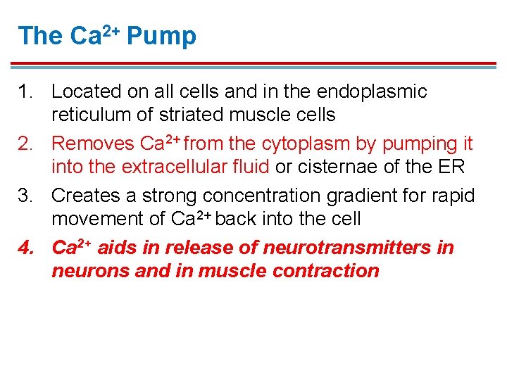 The Ca 2+ Pump 1. Located on all cells and in the endoplasmic reticulum The Ca 2+ Pump 1. Located on all cells and in the endoplasmic reticulum