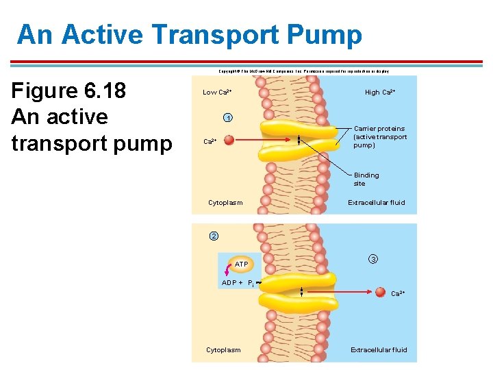 An Active Transport Pump Copyright © The Mc. Graw-Hill Companies, Inc. Permission required for An Active Transport Pump Copyright © The Mc. Graw-Hill Companies, Inc. Permission required for