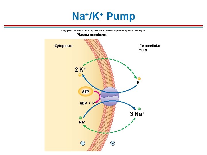 Na+/K+ Pump Copyright © The Mc. Graw-Hill Companies, Inc. Permission required for reproduction or Na+/K+ Pump Copyright © The Mc. Graw-Hill Companies, Inc. Permission required for reproduction or