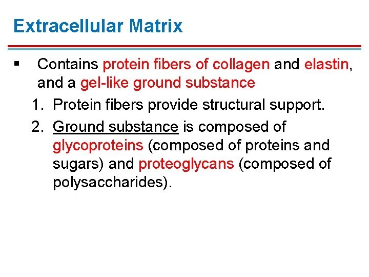 Extracellular Matrix § Contains protein fibers of collagen and elastin, and a gel-like ground Extracellular Matrix § Contains protein fibers of collagen and elastin, and a gel-like ground
