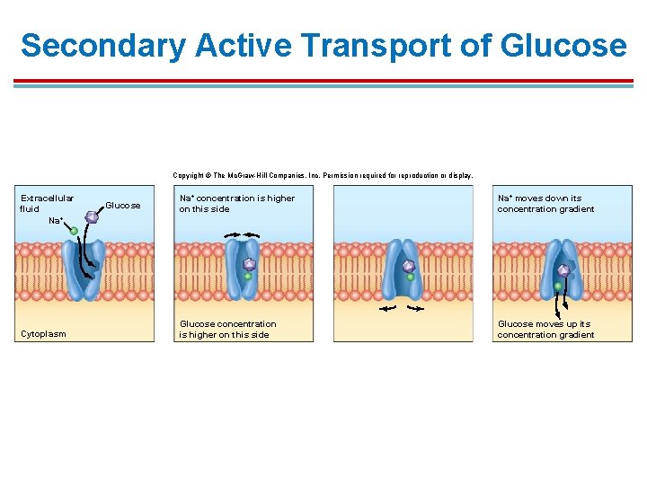 Secondary Active Transport of Glucose Copyright © The Mc. Graw-Hill Companies, Inc. Permission required Secondary Active Transport of Glucose Copyright © The Mc. Graw-Hill Companies, Inc. Permission required