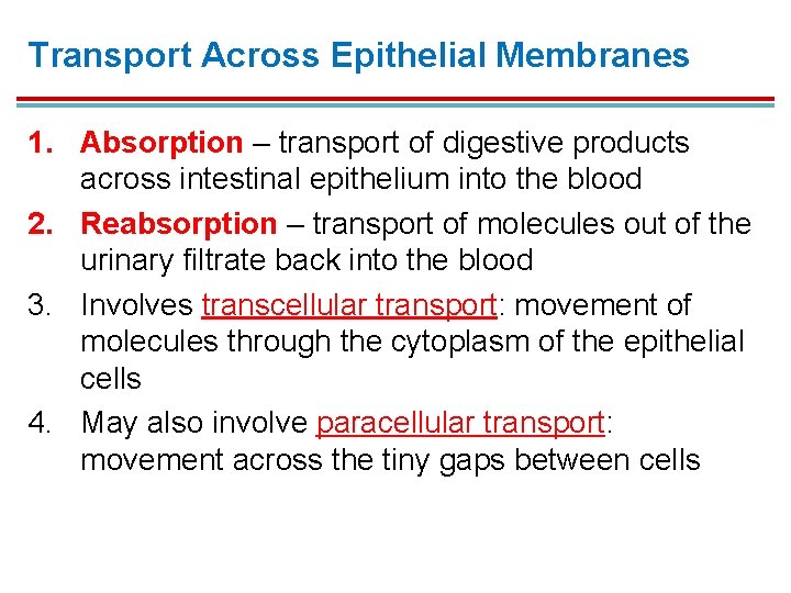 Transport Across Epithelial Membranes 1. Absorption – transport of digestive products across intestinal epithelium Transport Across Epithelial Membranes 1. Absorption – transport of digestive products across intestinal epithelium