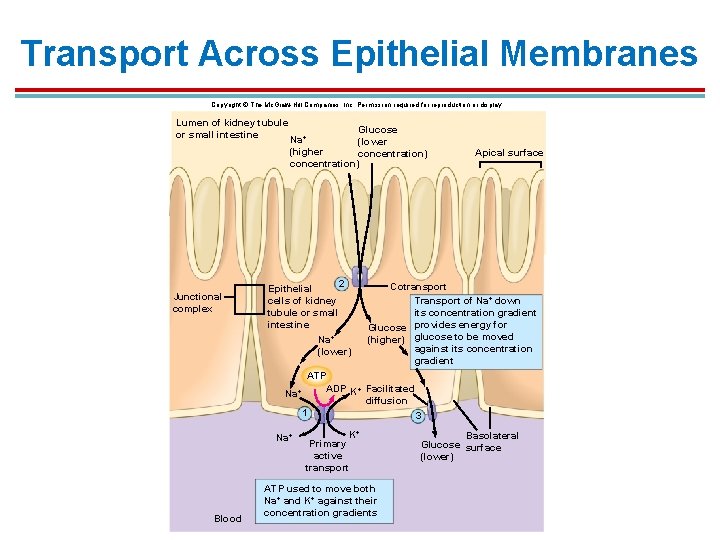 Transport Across Epithelial Membranes Copyright © The Mc. Graw-Hill Companies, Inc. Permission required for Transport Across Epithelial Membranes Copyright © The Mc. Graw-Hill Companies, Inc. Permission required for
