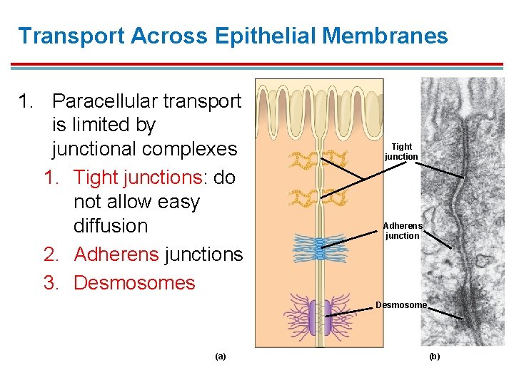 Transport Across Epithelial Membranes 1. Paracellular transport is limited by junctional complexes 1. Tight Transport Across Epithelial Membranes 1. Paracellular transport is limited by junctional complexes 1. Tight