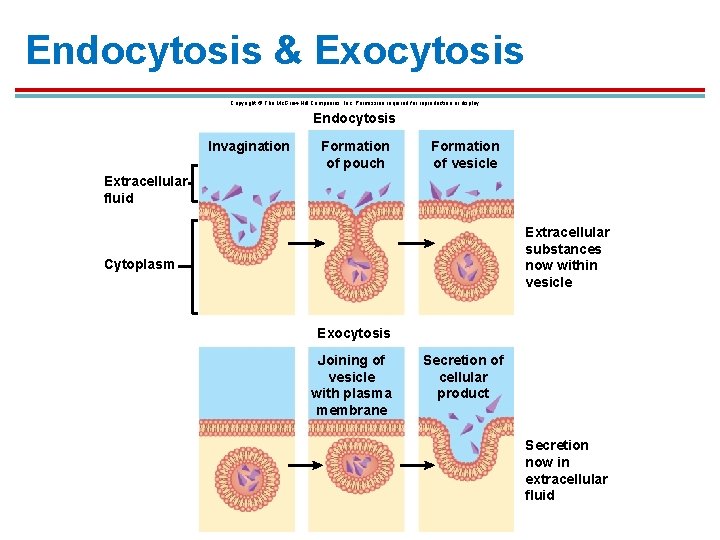 Endocytosis & Exocytosis Copyright © The Mc. Graw-Hill Companies, Inc. Permission required for reproduction Endocytosis & Exocytosis Copyright © The Mc. Graw-Hill Companies, Inc. Permission required for reproduction
