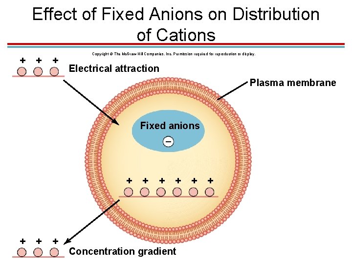Effect of Fixed Anions on Distribution of Cations + + + Copyright © The Effect of Fixed Anions on Distribution of Cations + + + Copyright © The