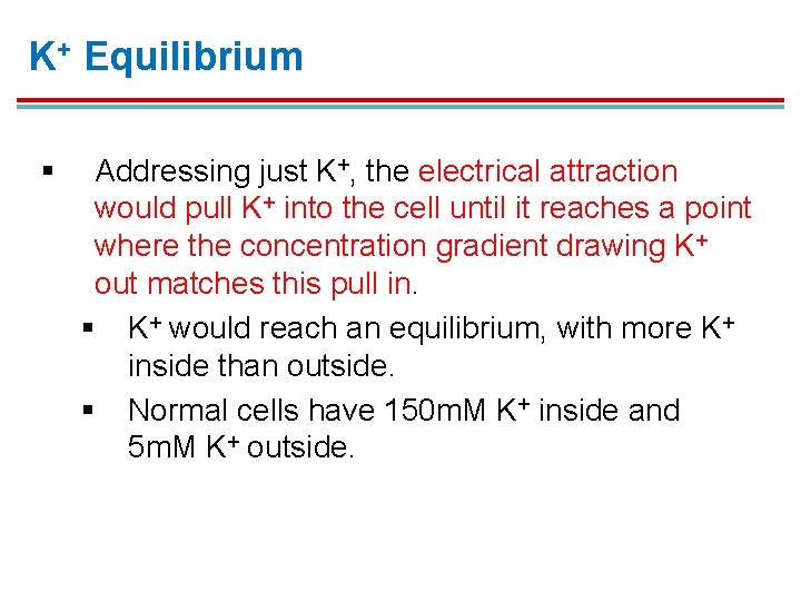 K+ Equilibrium § Addressing just K+, the electrical attraction would pull K+ into the K+ Equilibrium § Addressing just K+, the electrical attraction would pull K+ into the