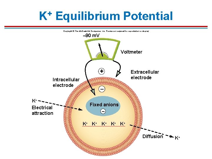 K+ Equilibrium Potential Copyright © The Mc. Graw-Hill Companies, Inc. Permission required for reproduction K+ Equilibrium Potential Copyright © The Mc. Graw-Hill Companies, Inc. Permission required for reproduction