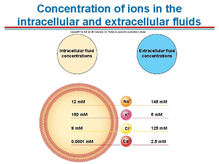 Concentration of ions in the intracellular and extracellular fluids Copyright © The Mc. Graw-Hill Concentration of ions in the intracellular and extracellular fluids Copyright © The Mc. Graw-Hill
