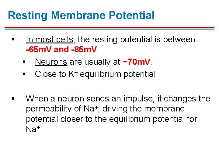 Resting Membrane Potential § § In most cells, the resting potential is between -65 Resting Membrane Potential § § In most cells, the resting potential is between -65