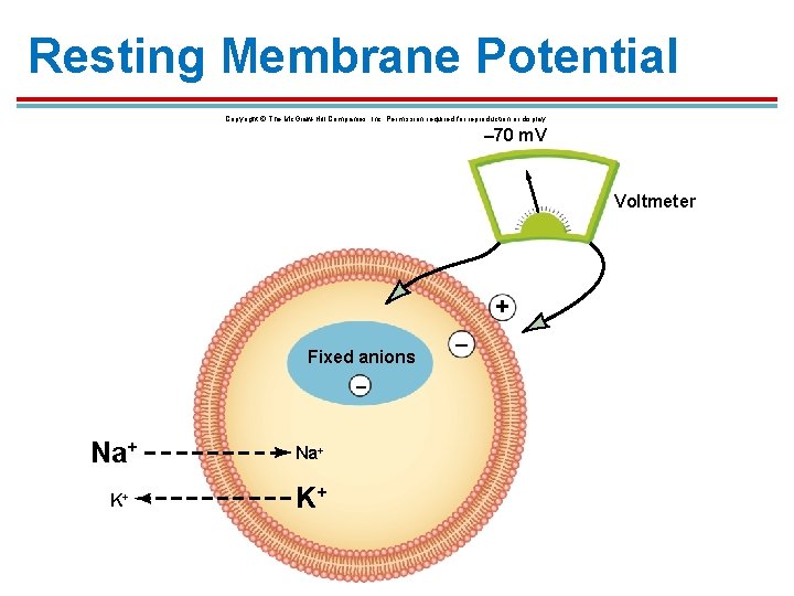 Resting Membrane Potential Copyright © The Mc. Graw-Hill Companies, Inc. Permission required for reproduction Resting Membrane Potential Copyright © The Mc. Graw-Hill Companies, Inc. Permission required for reproduction