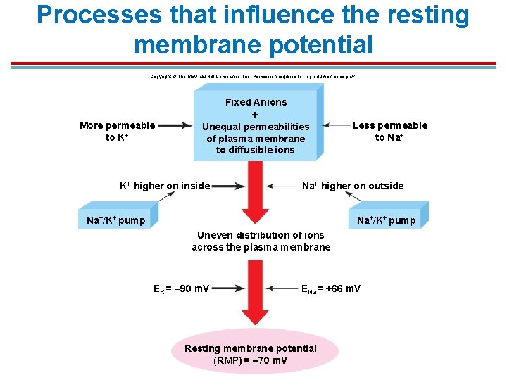 Processes that influence the resting membrane potential Copyright © The Mc. Graw-Hill Companies, Inc. Processes that influence the resting membrane potential Copyright © The Mc. Graw-Hill Companies, Inc.