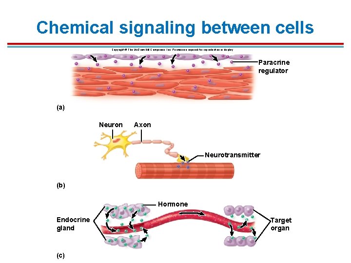 Chemical signaling between cells Copyright © The Mc. Graw-Hill Companies, Inc. Permission required for Chemical signaling between cells Copyright © The Mc. Graw-Hill Companies, Inc. Permission required for