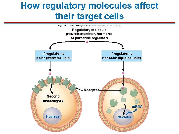 How regulatory molecules affect their target cells Copyright © The Mc. Graw-Hill Companies, Inc. How regulatory molecules affect their target cells Copyright © The Mc. Graw-Hill Companies, Inc.