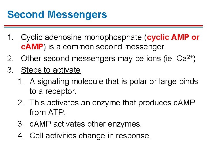 Second Messengers 1. Cyclic adenosine monophosphate (cyclic AMP or c. AMP) is a common Second Messengers 1. Cyclic adenosine monophosphate (cyclic AMP or c. AMP) is a common