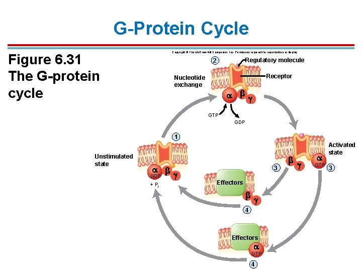 G-Protein Cycle Copyright © The Mc. Graw-Hill Companies, Inc. Permission required for reproduction or G-Protein Cycle Copyright © The Mc. Graw-Hill Companies, Inc. Permission required for reproduction or