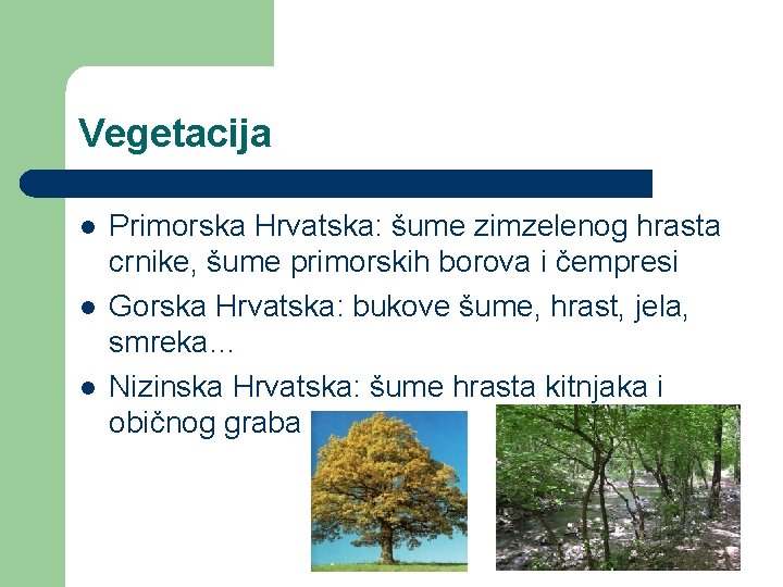 Vegetacija l l l Primorska Hrvatska: šume zimzelenog hrasta crnike, šume primorskih borova i