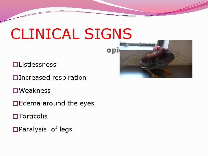 CLINICAL SIGNS opisthotonus �Listlessness �Increased respiration �Weakness �Edema around the eyes �Torticolis �Paralysis of