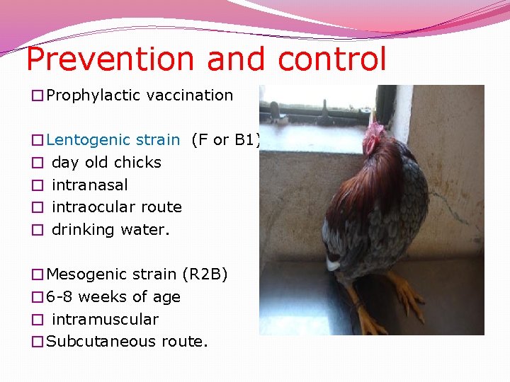 Prevention and control �Prophylactic vaccination �Lentogenic strain (F or B 1) � day old