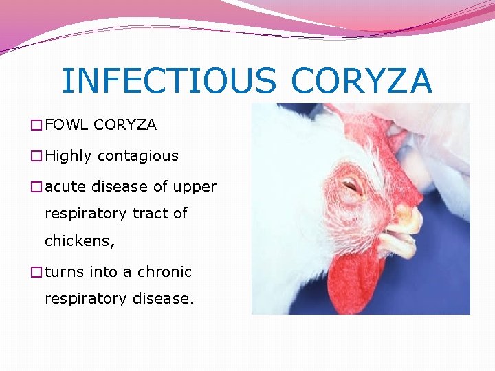 INFECTIOUS CORYZA �FOWL CORYZA �Highly contagious �acute disease of upper respiratory tract of chickens,