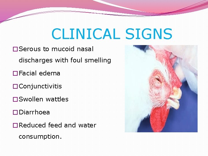 CLINICAL SIGNS �Serous to mucoid nasal discharges with foul smelling �Facial edema �Conjunctivitis �Swollen