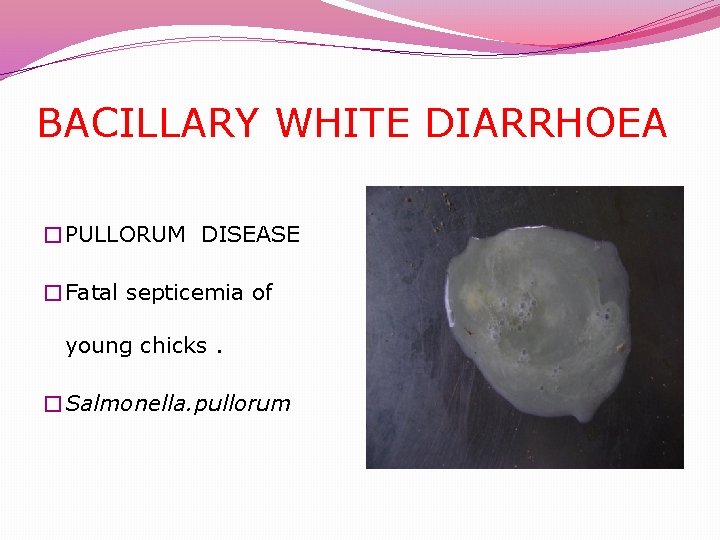 BACILLARY WHITE DIARRHOEA �PULLORUM DISEASE �Fatal septicemia of young chicks. �Salmonella. pullorum 