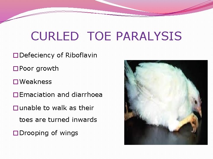 CURLED TOE PARALYSIS �Defeciency of Riboflavin �Poor growth �Weakness �Emaciation and diarrhoea �unable to