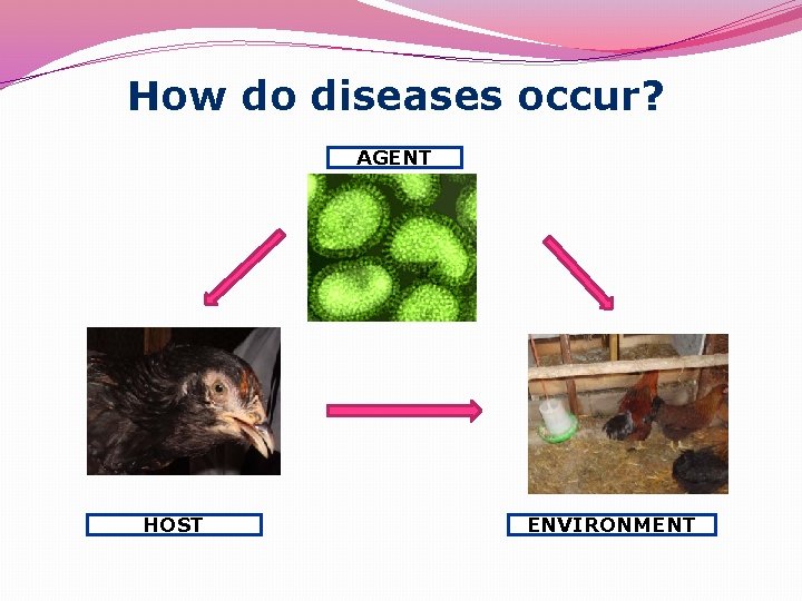 How do diseases occur? AGENT HOST ENVIRONMENT 