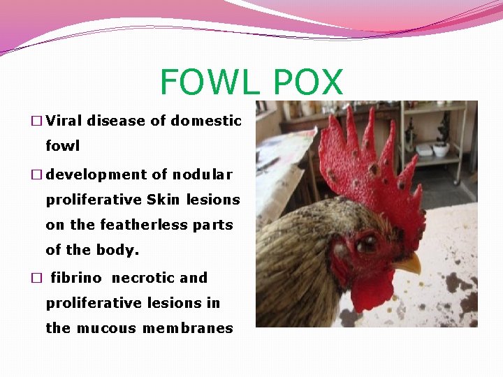 FOWL POX � Viral disease of domestic fowl � development of nodular proliferative Skin