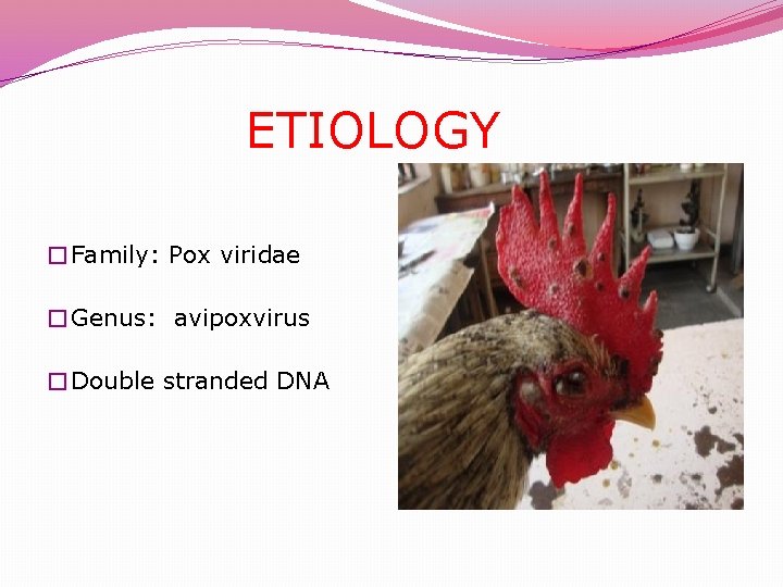 ETIOLOGY �Family: Pox viridae �Genus: avipoxvirus �Double stranded DNA 