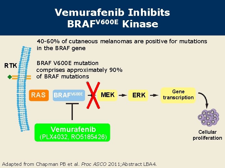 Vemurafenib Inhibits BRAFV 600 E Kinase 40 -60% of cutaneous melanomas are positive for