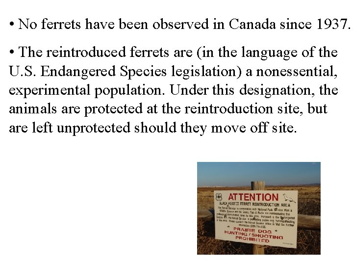  • No ferrets have been observed in Canada since 1937. • The reintroduced