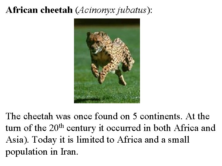 African cheetah (Acinonyx jubatus): The cheetah was once found on 5 continents. At the