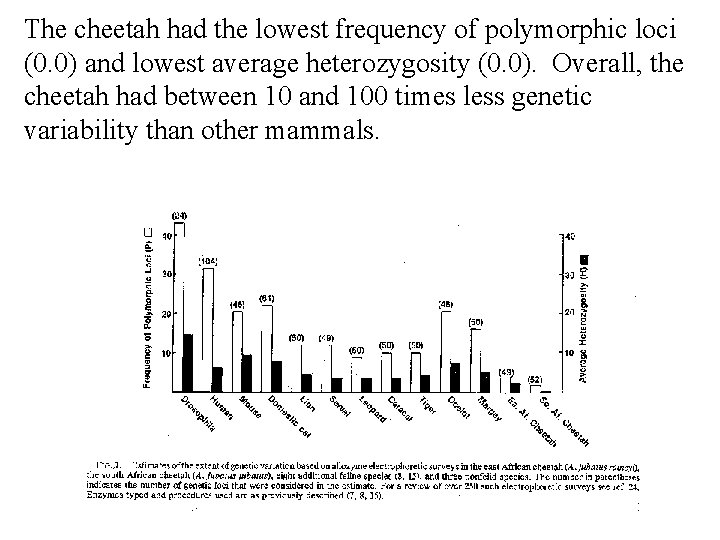 The cheetah had the lowest frequency of polymorphic loci (0. 0) and lowest average