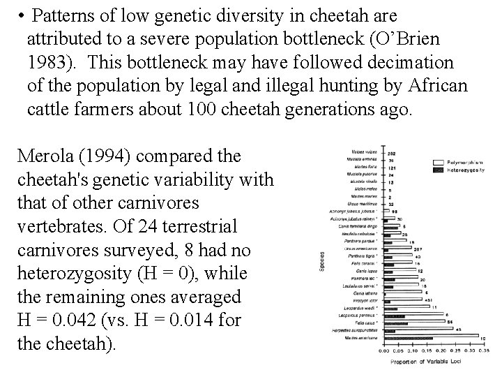  • Patterns of low genetic diversity in cheetah are attributed to a severe