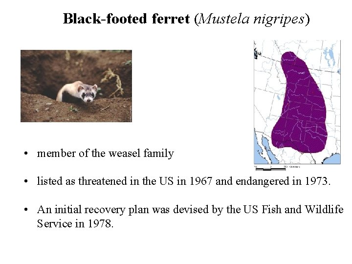 Black-footed ferret (Mustela nigripes) • member of the weasel family • listed as threatened